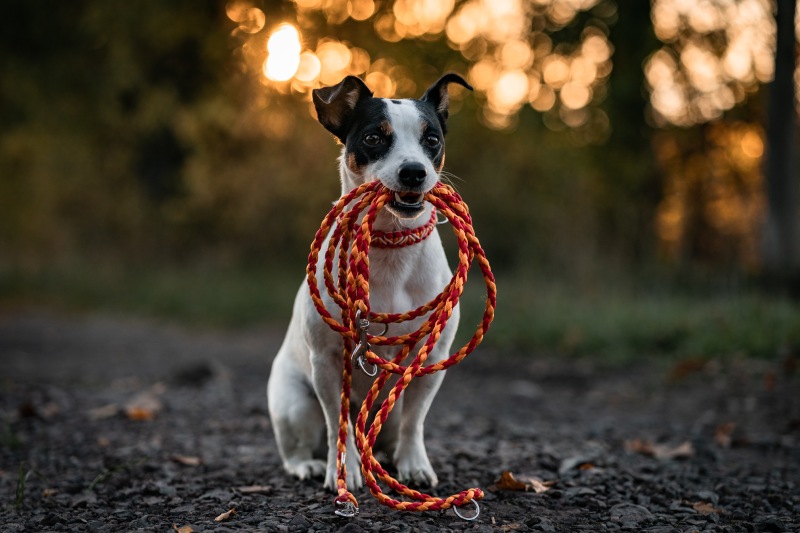 paracord obojek a vodítko pro jack russell teriér