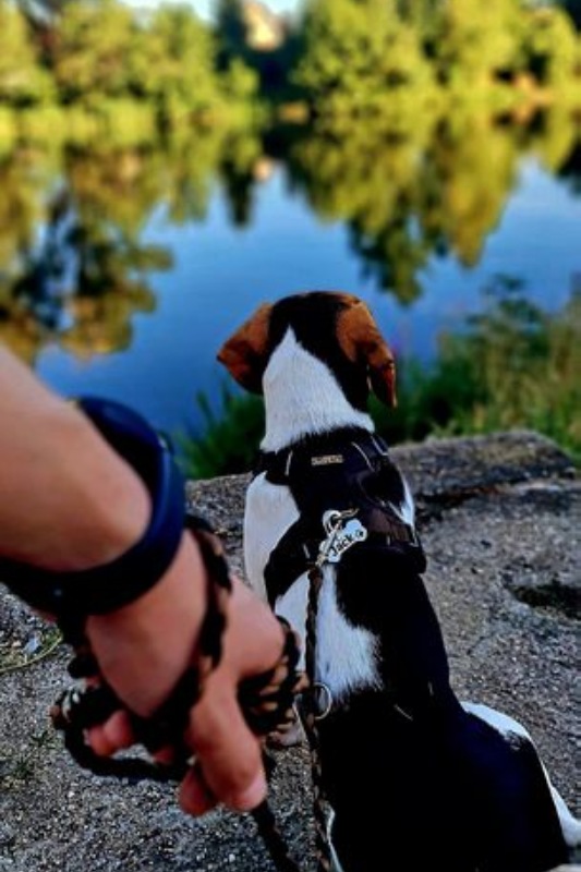 paracord vodítko a kovová známka pro jack russell teriér