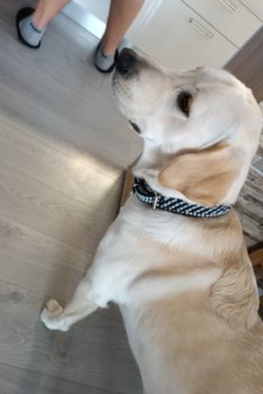 paracord obojek pro labradora