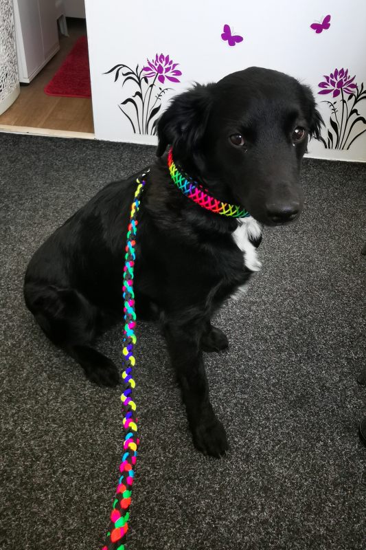paracord obojek a vodítko pro psa