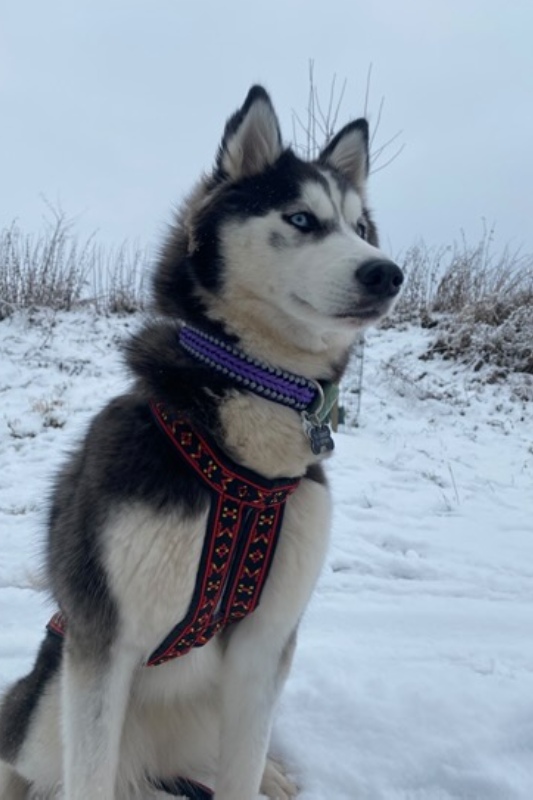 paracord obojek pro husky