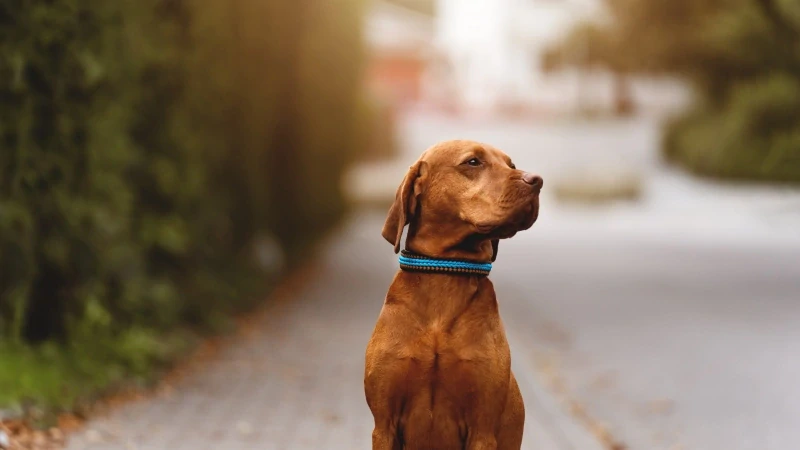 Hnědo-modrý pevný obojek - šíře 3 cm