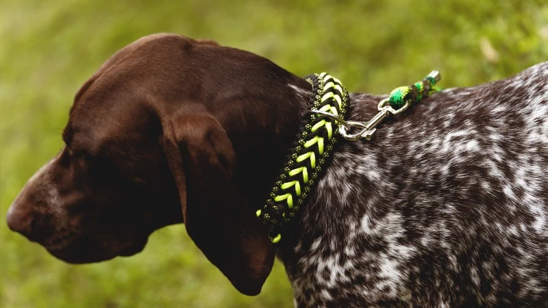 Zeleno-černý nastavitelný obojek - šíře 4 cm
