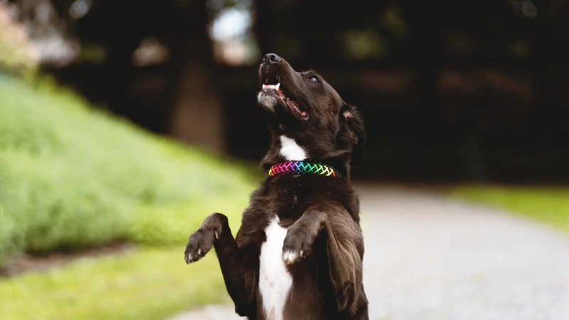 Duhový pevný obojek - šíře 2,7 cm